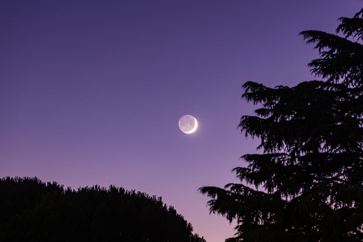 Fin croissant lunaire dans un ciel violet, au-dessus d’une forêt sombre et à côté d’un grand arbre.